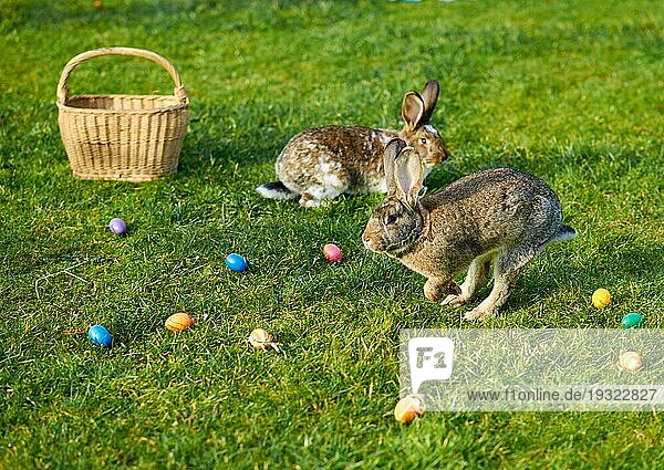 Frohe Ostern Hase
