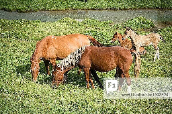 Rote Pferde mit Fohlen beim Grasfressen