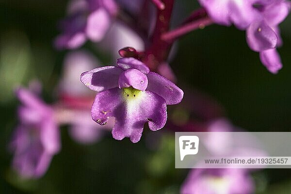 Makro  violtte Blüte  Orchidee  Westkreta  Provinz Chania  Kreta  Griechenland  Europa