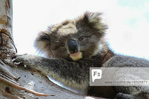 Koala  der sich im Schatten eines Eukalyptusbaums ausruht  gegenüber  Great Otway National Park  Victoria  Aust