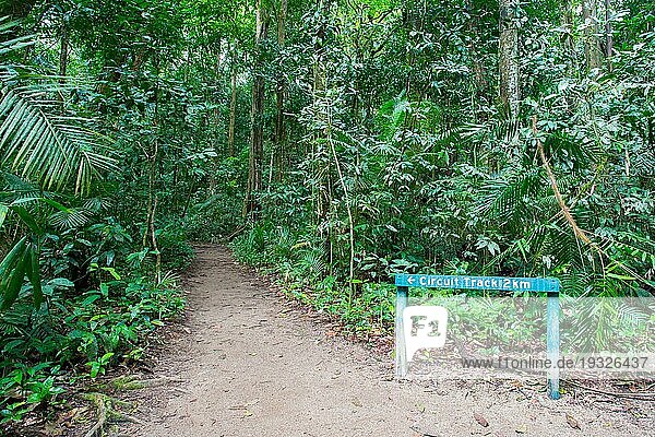 Fußweg durch dichten Regenwald in der Mossman Schlucht  Queensland  Australien  Ozeanien