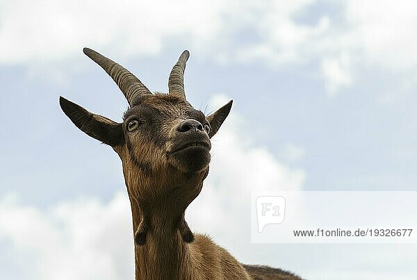 Portrait einer Ziege  portrait of a goat