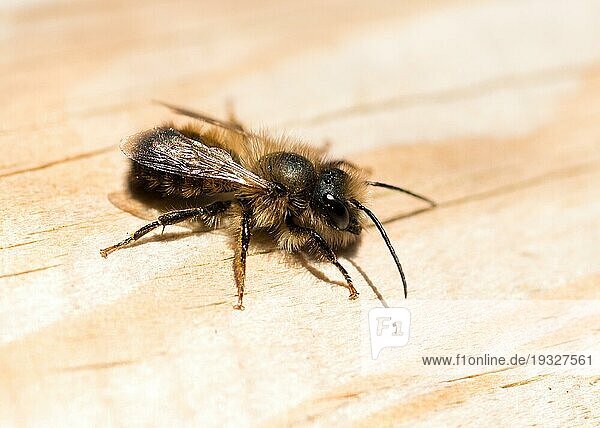 Rote Mauerbiene (Osmia bicornis) oder Rostrote Mauerbiene  Männchen  sitzt und sonnt sich auf Holz  Seitenansicht  Niedersachsen  Deutschland  Europa