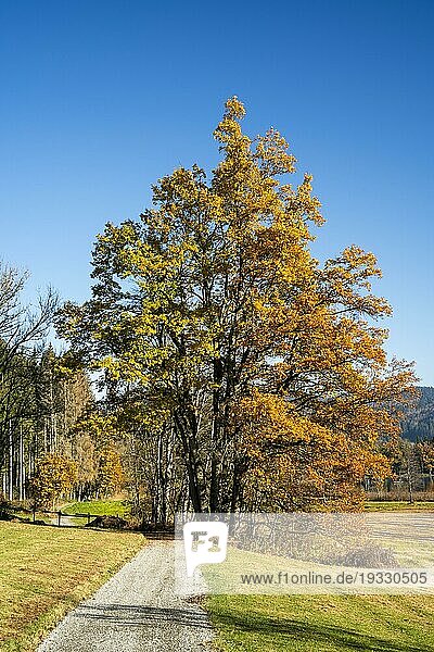 Mehrere Bäume stehen dicht beieinander und sehen aus wie ein einzelner Baum. Sie haben unterschiedliches Herbstlaub. Ein Wanderweg führt an den Bäumen vorbei. Der Himmel ist blau ohne Wolken. Allgäu  Bayern und Baden-Württemberg  Deutschland  Europa