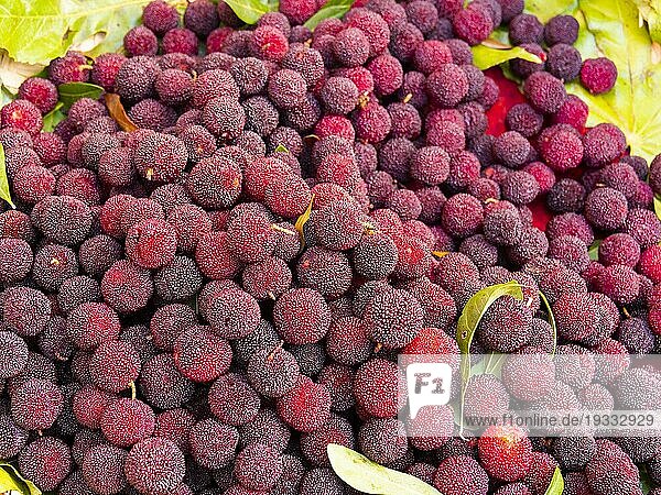 Myrica Rubra oder Pappelpflaume (Myricaceae) rote exotische Früchte aus China