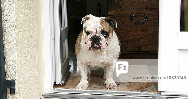 Englische Bulldogge  Weibchen wartet vor der Haustür  Normandie