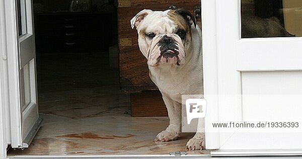 Englische Bulldogge  Weibchen wartet vor der Haustür  Normandie
