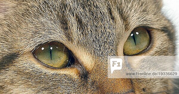 Braun getigerte Hauskatze auf weißem Hintergrund  Nahaufnahme der Augen
