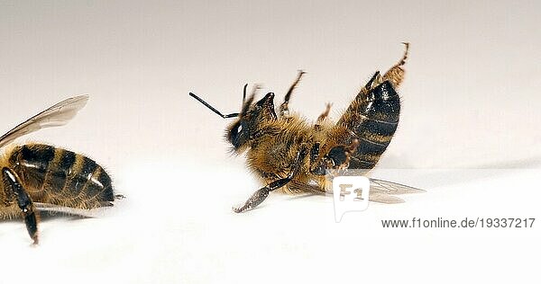 Europäische Honigbiene (apis mellifera)  Schwarze Biene auf weißem Hintergrund  die versucht  sich umzudrehen  Normandie