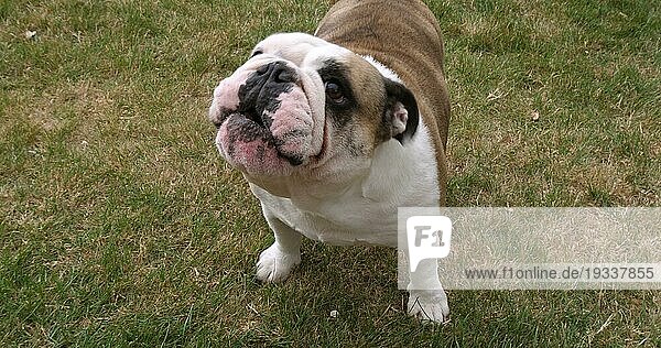 Englische Bulldogge  Weibchen auf der Wiese  Normandie