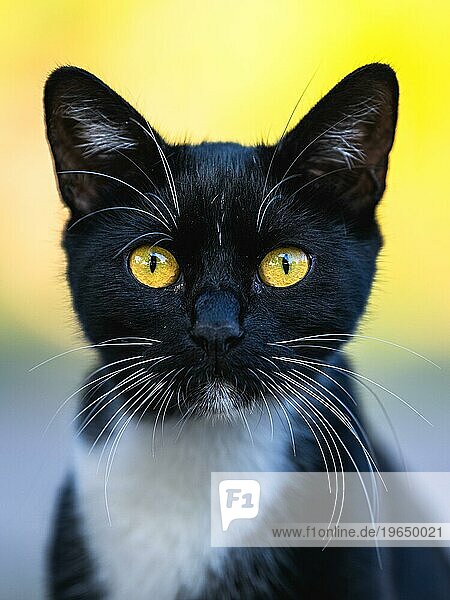Porträt einer Katze mit gelben Augen auf der Straße  Kitty in Türkiye