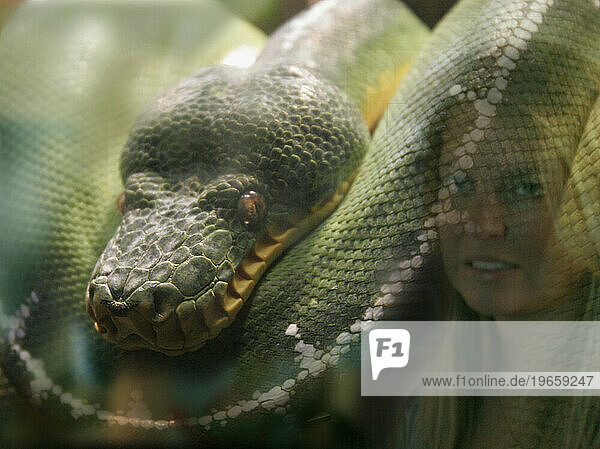 Reflected on the glass  a woman's face cringes with fear and disgust when she sees a snake (Emerald Tree Boa/Corallus Caninus).