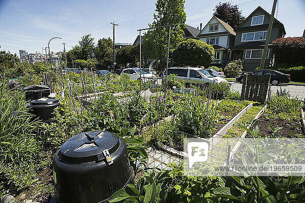 Community garden plots (allotments) in the Vancouver neighborhood of Kitsilano.