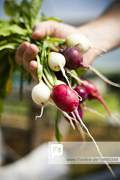 A farmer holds a bundle of radishes in her hand.