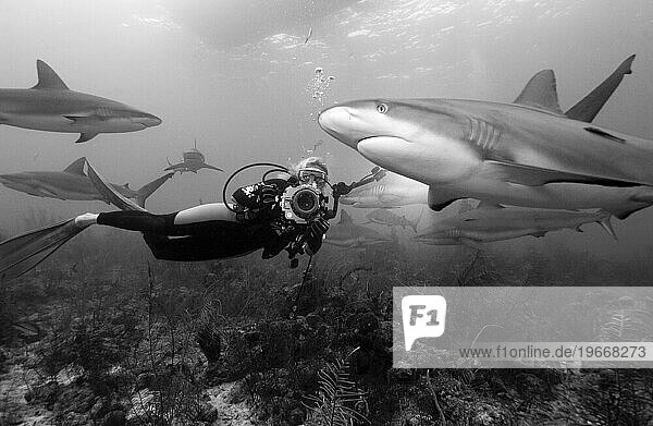 Caribbean reef sharks  Carcharhinus perezi and underwater photographer  New Providence  Bahamas