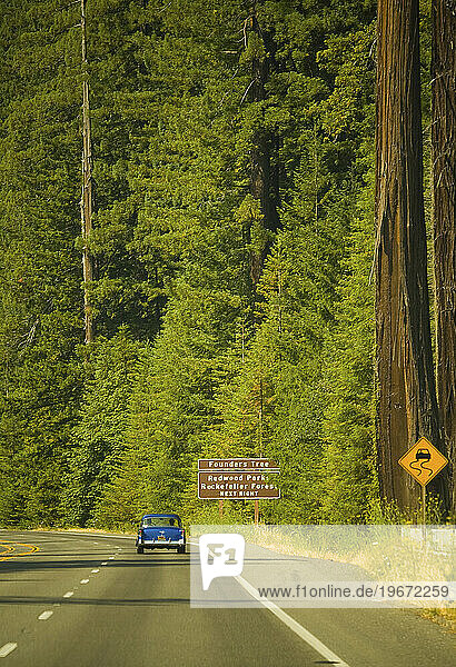 A vintage car drives through the Redwood forest in Northern California.