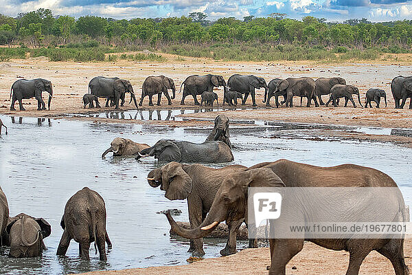 Elephants at Hwange national Park  Zimbabwe