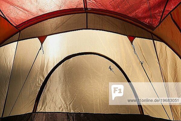 Eine Eidechse Silhouette auf der Innenseite eines Tageslicht beleuchtet Campingzelt geworfen