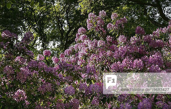 Rhododendronblüten (Rhododendron Homer)  Royal Botanic Gardens  Kew  London  England  Großbritannien  Europa