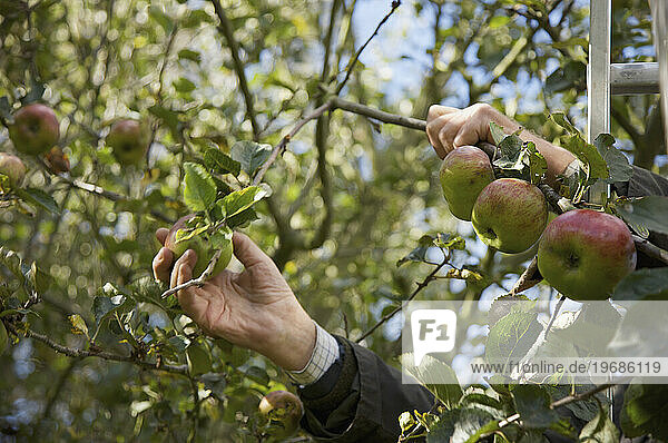 Close up of a man hands picking apples
