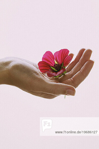 Woman's Hand Holding Pink Flower