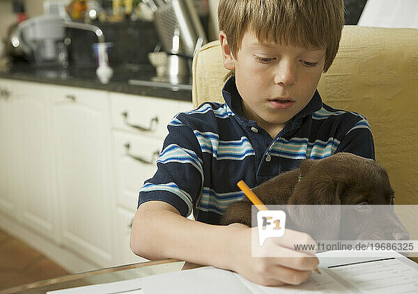 Boy doing his homework with a chocolate labrador puppy on his lap