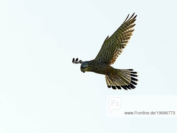 Turmfalke (Falco tinnunculus)  Turmfalkenweibchen im Flug  rüttelnd  auf der Suche nach Beute  Insel Texel  Niederlande  Europa