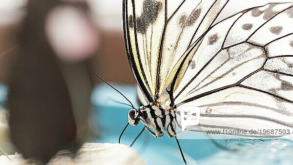 Close up view schönen Schmetterling Konzept