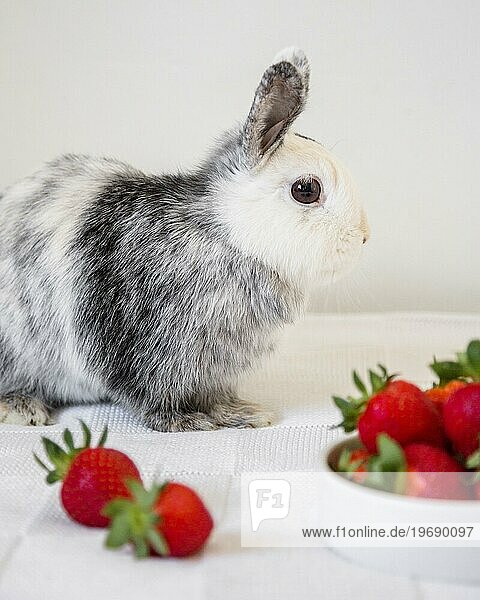 Seitenansicht süße Kaninchen Erdbeeren