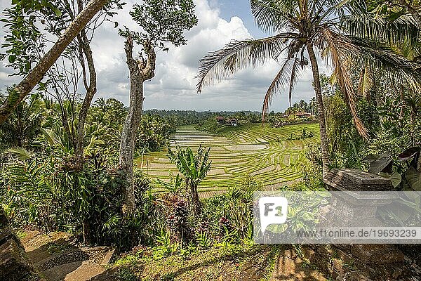 Reisterrassen im Abendlicht. Wunderschöne grüne Reisterrassen mit Blick auf die Landschaft. Blick auf die Reisterrasse in Blimbing und Pupuan  Bali