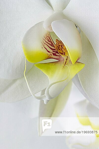 Nahaufnahme weiße Orchidee Blume