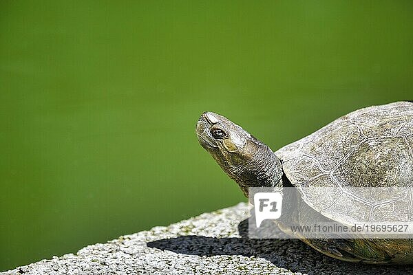 Schildkröte (Testudinata)  captive  Sonnenbad am Teich  Nahaufnahme  Portugal  Europa