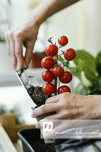 Seitenansicht Frau pflanzt Tomaten mit Kelle