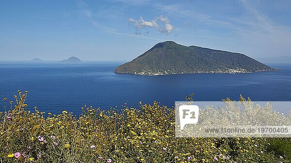 Ginsterbüsche  Salina  Insel  Lipari  Liparische Inseln  Äolische Inseln  Sizilien  Italien  Europa
