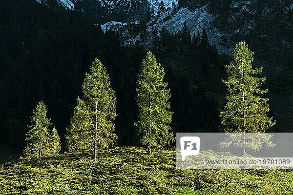 Tannen im Seitenlicht  Almwiese  verschneites Gebirge  Engtal  Hinterriß  Naturpark Karwendel  Tirol  Österreich  Europa