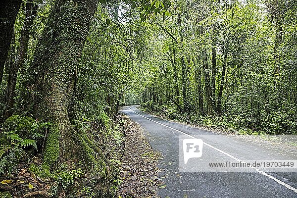 Kurvenreiche Straße durch tropischen Regenwald an den Hängen des Mount Rinjani  eines aktiven Vulkans auf der Insel Lombok  Indonesien  Asien