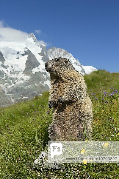 Alpenmurmeltier (Marmota marmota) vor dem schneebedeckten Großglockner  Nationalpark Hohe Tauern  Kärnten  Österreich  Europa
