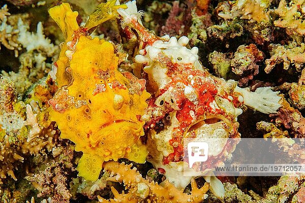 Paar zwei Exemplare von Warzen-Anglerfisch (Antennarius maculatus) gelb rot-weiß sitzen mit natürliche Tarnung gut getarnt dicht nebeneinander in tropisches Korallenriff lauern auf Beute  Philippinensee  Indopazifik  Pazifik  Moalboal  Cebu  Philippinen  Asien