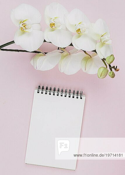Schöne sanften Zweig weiße Orchidee Blumen leere Spirale Notizblock gegen rosa Hintergrund