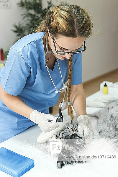 Tierarzt mit Otoskop bei der Untersuchung des Ohrs eines Hundes mit Otoskop Klinik