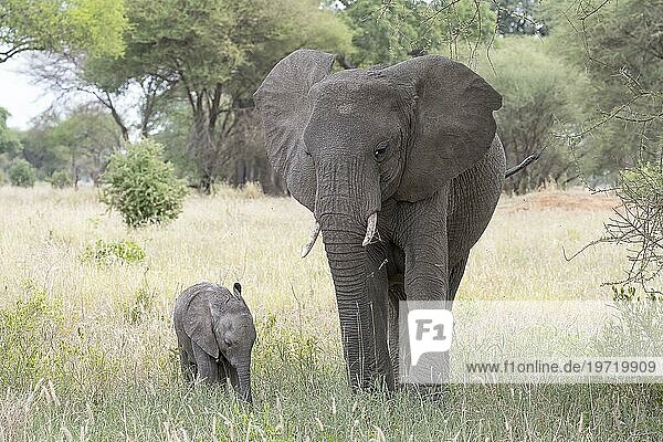 Afrikanischer Elefant  auch Afrikanischer Steppenelefant (Loxodonta africana) oder Afrikanischer Buschelefant  Kuh mit Kalb  adult  juvenil  Tarangire Nationalpark  Tansania  Afrika