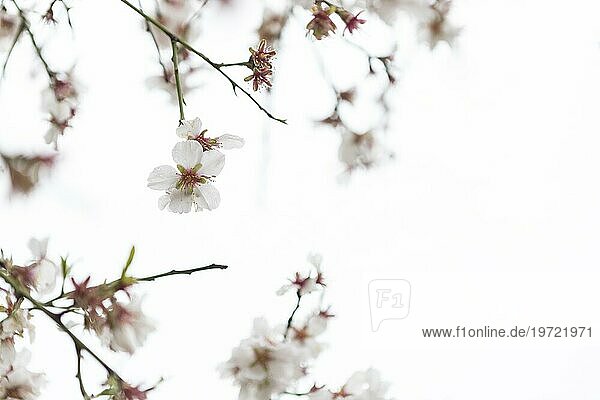Natürliche Szene mit hübschen Mandelblüten unscharfen Hintergrund