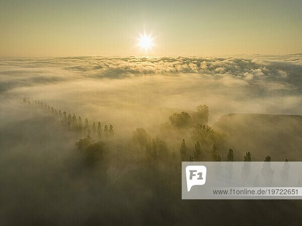 Luftbild vom Radolfzeller Aachried mit der Pappelallee auf dem Mooser Damm bei Sonnenaufgang mit dichtem Nebel über dem westlichen Bodensee  Radolfzell  Landkreis Konstanz  Baden-Württemberg  Deutschland  Europa