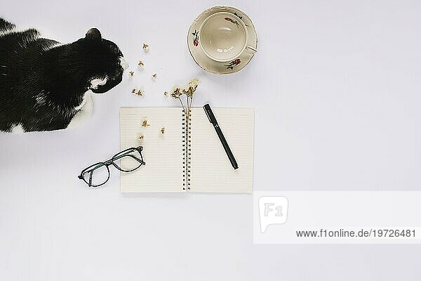 Katze sitzt in der Nähe von offenen Spirale Notebook mit Filzstift Brille leere Tasse weißen Hintergrund