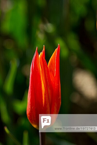 Frische Tulpe von orange Farbe in der Natur im Frühling Zeit