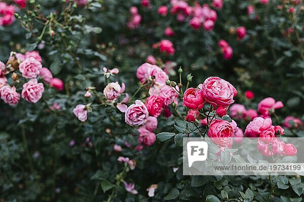 Frische rosa Pfingstrose Blumen wachsen Garten