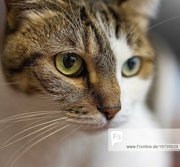 Schöne Katze mit verschiedenen Augen in Großaufnahme