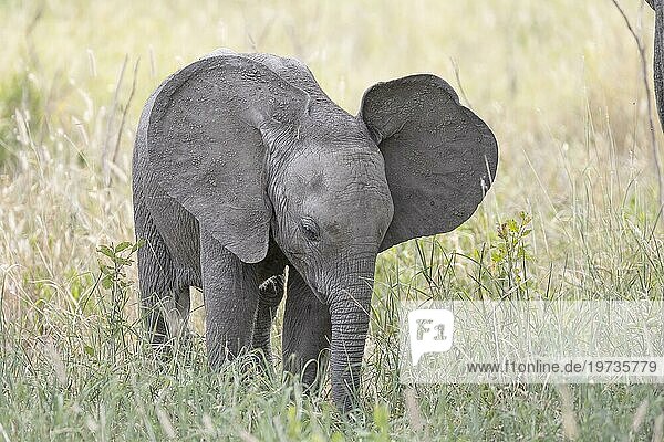 Afrikanischer Elefant  auch Afrikanischer Steppenelefant (Loxodonta africana) oder Afrikanischer Buschelefant  Jungtier  Kalb  juvenil  Tarangire Nationalpark  Tansania  Afrika