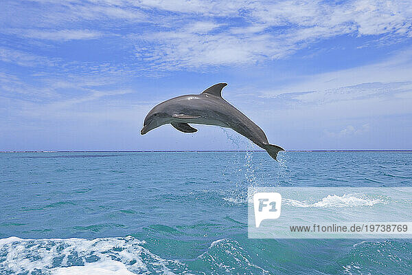 Bottle-nosed dolphin (Tursiops truncatus) jumping in Caribbean Sea