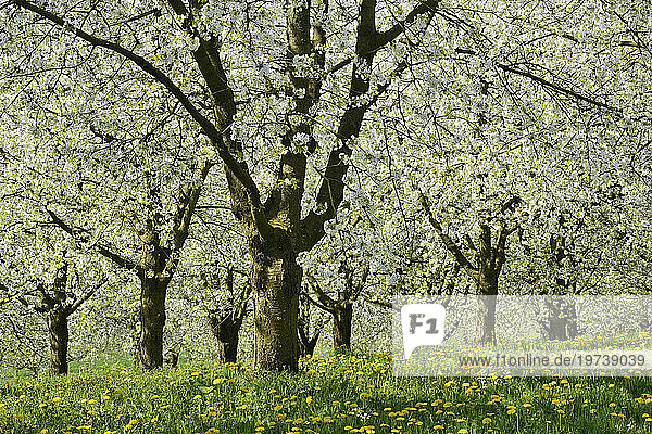 Germany  Baden-Wurttemberg  White blossoming cherry trees